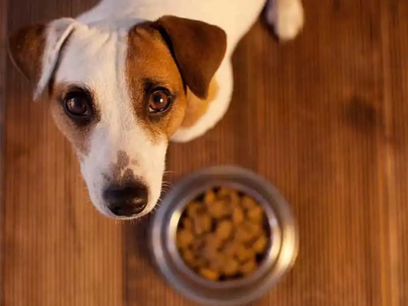 Can dry dog food cause an upset stomach?